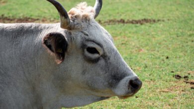 brahman bio for instagram